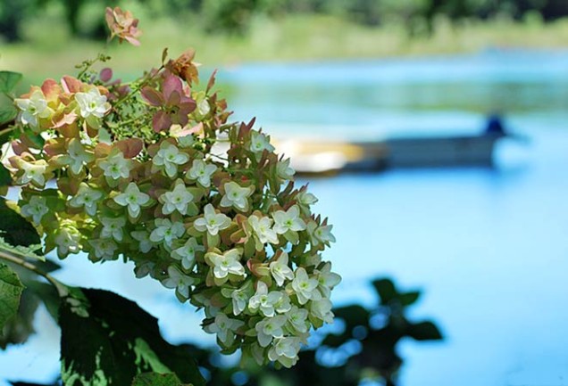 澤畠　ドライフラワー１